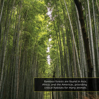 Bamboo! A My Incredible World Picture Book For Children