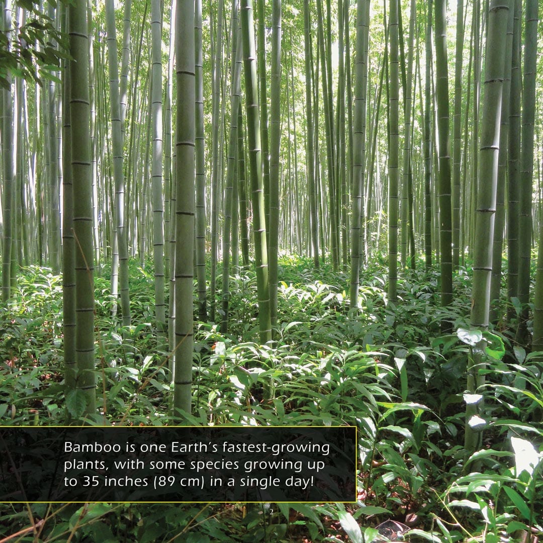 Bamboo! A My Incredible World Picture Book For Children