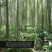 Bamboo! A My Incredible World Picture Book For Children