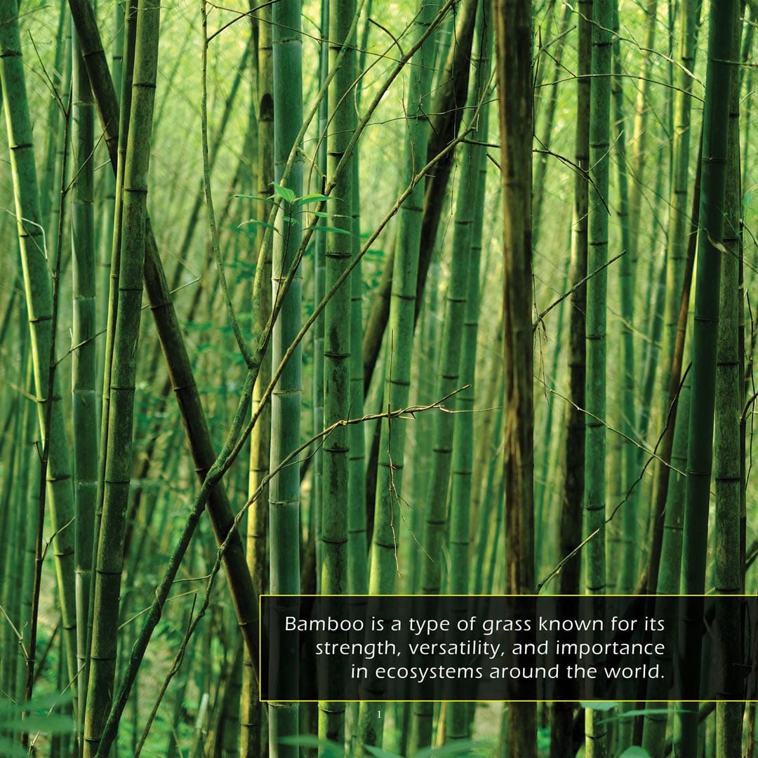 Bamboo! A My Incredible World Picture Book For Children