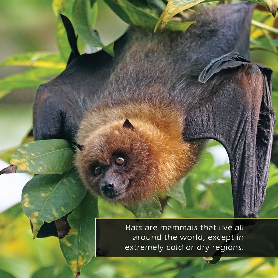 Bats! A My Incredible World Picture Book for Children