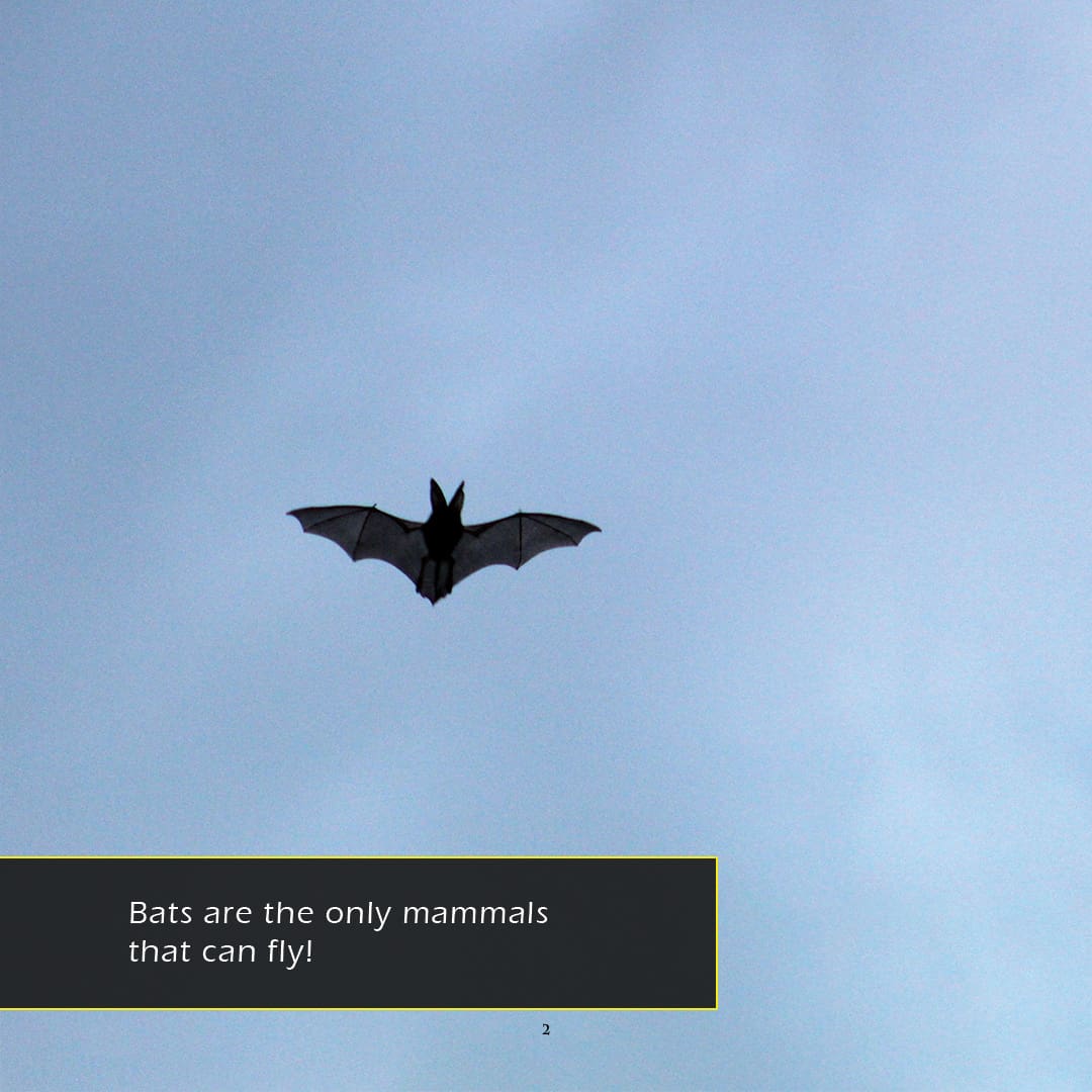 Bats! A My Incredible World Picture Book for Children