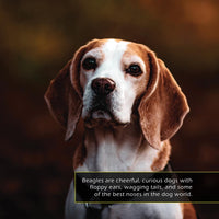 Beagles! A My Incredible World Picture Book for Children