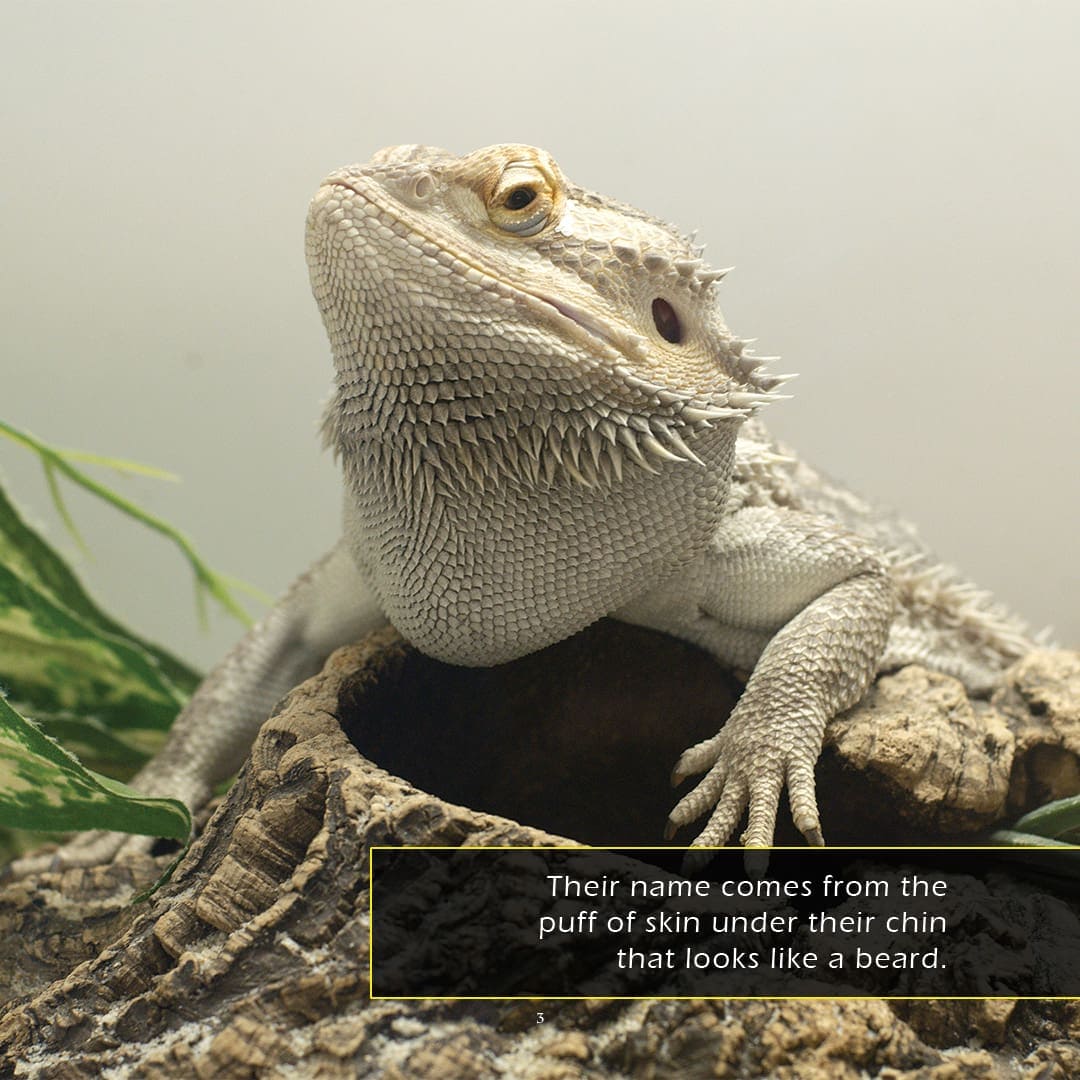 Bearded Dragons! A My Incredible World Picture Book for Children