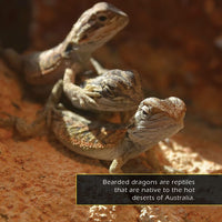 Bearded Dragons! A My Incredible World Picture Book for Children