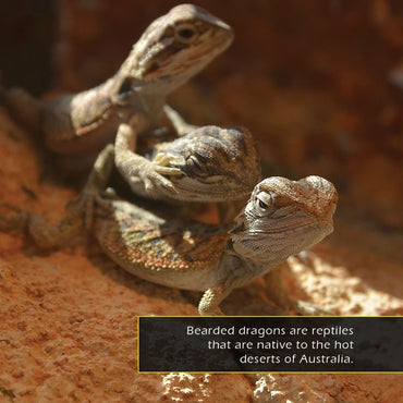 Bearded Dragons! A My Incredible World Picture Book for Children