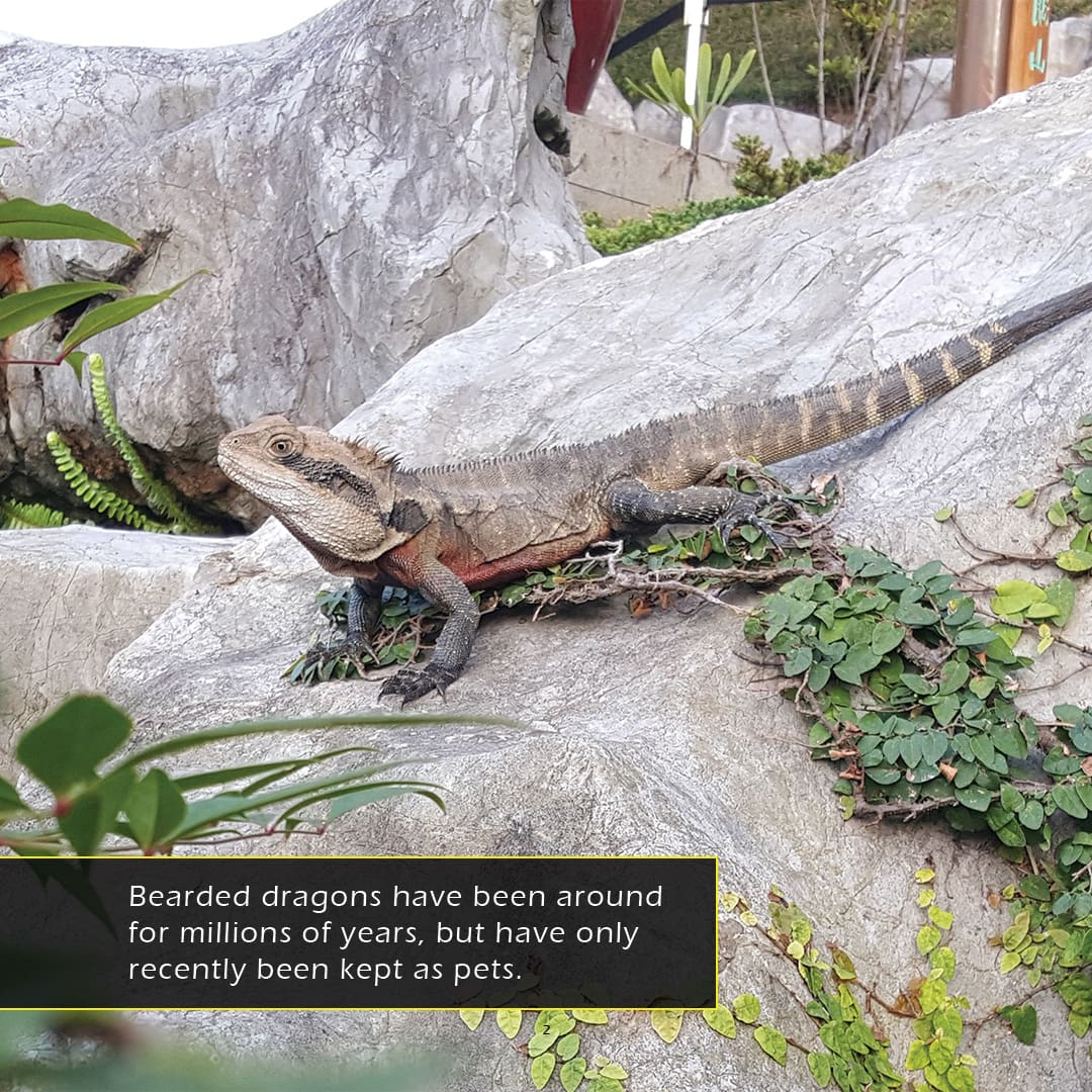 Bearded Dragons! A My Incredible World Picture Book for Children