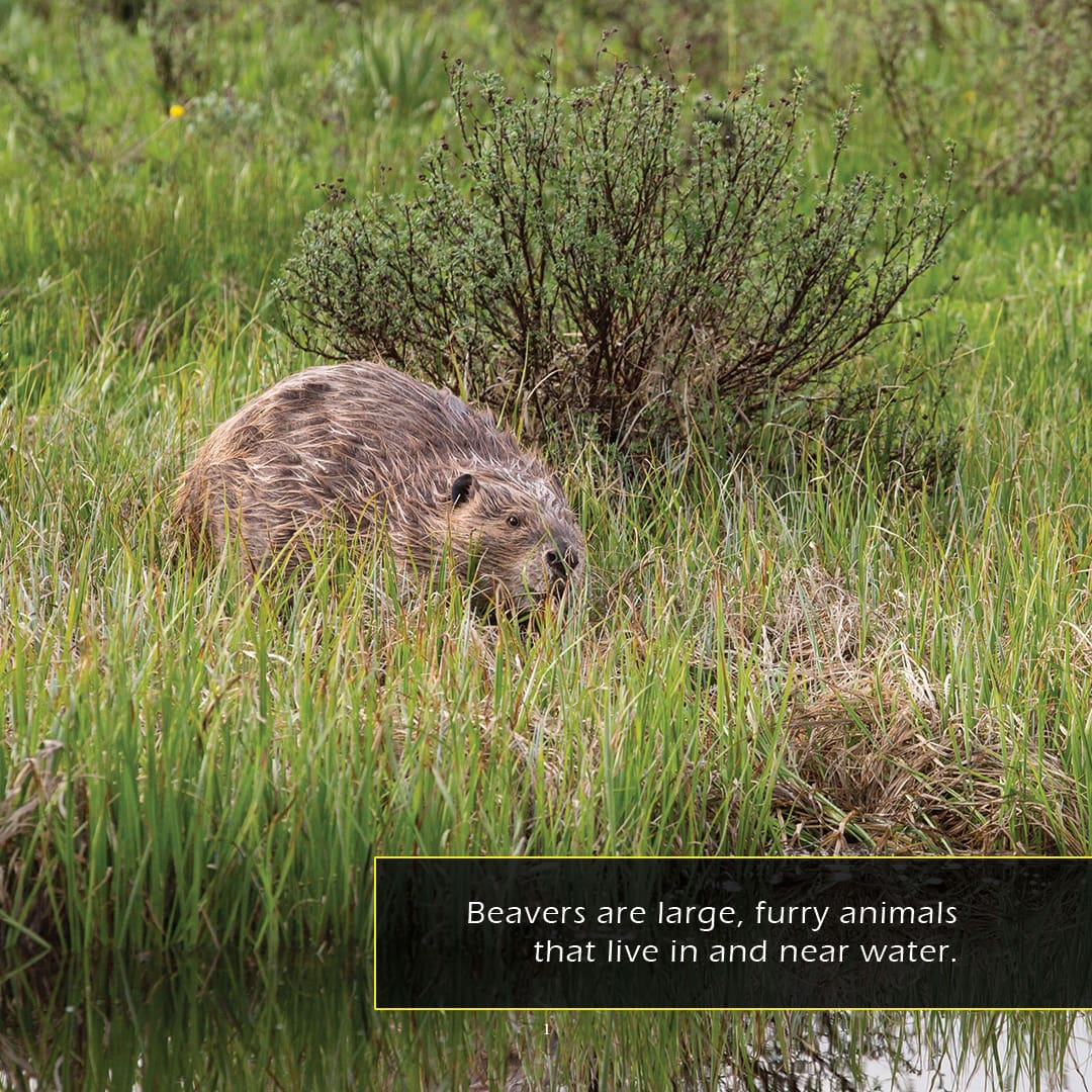 Beavers! A My Incredible World Picture Book for Children