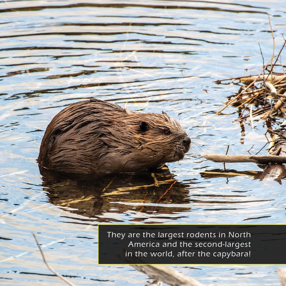 Beavers! A My Incredible World Picture Book for Children