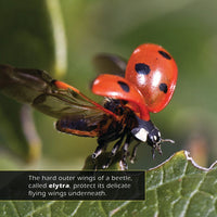 Beetles! A My Incredible World Picture Book for Children