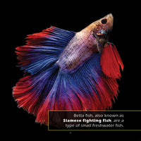 Betta Fish! A My Incredible World Picture Book for Children