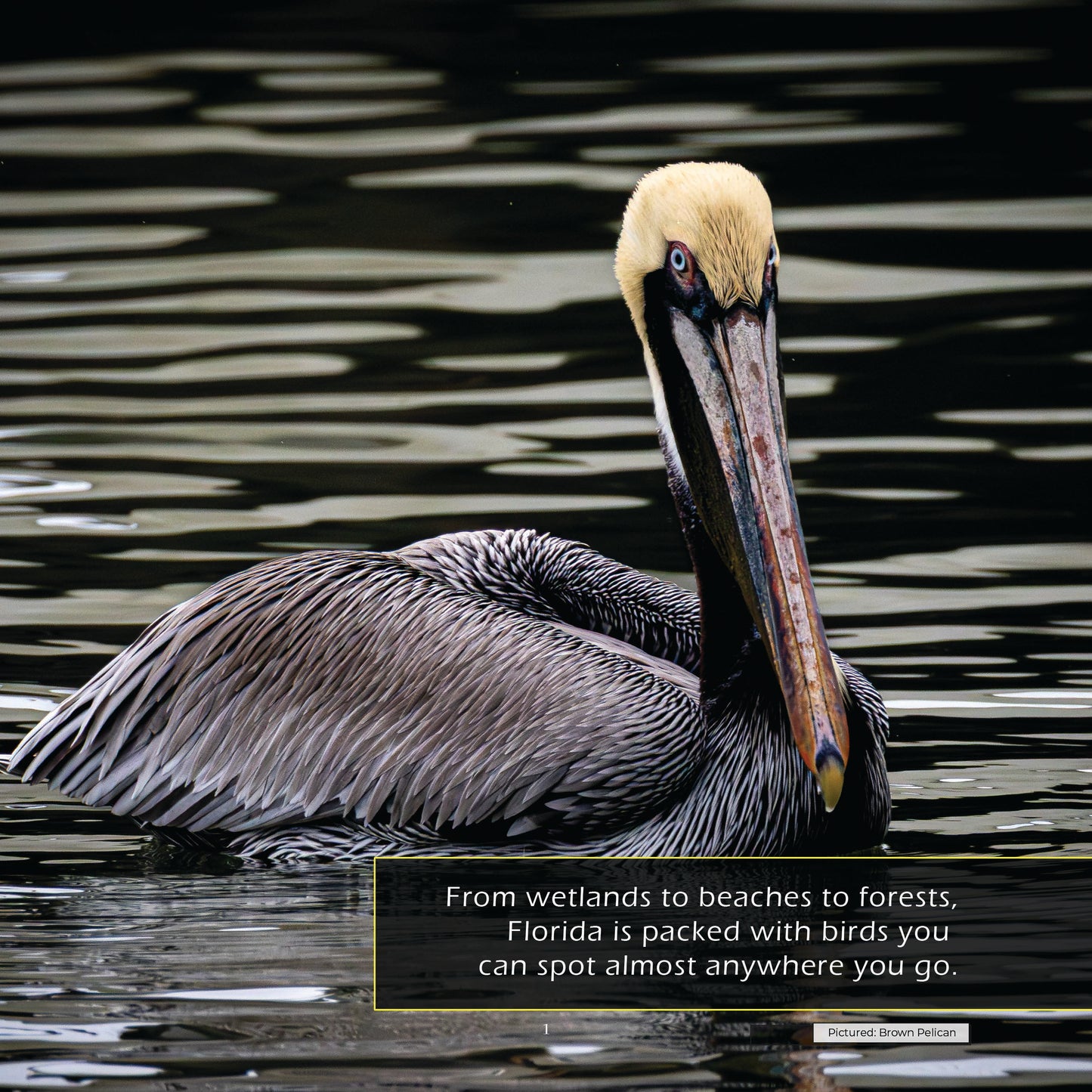 Birds of Florida! A My Incredible World Picture Book for Children