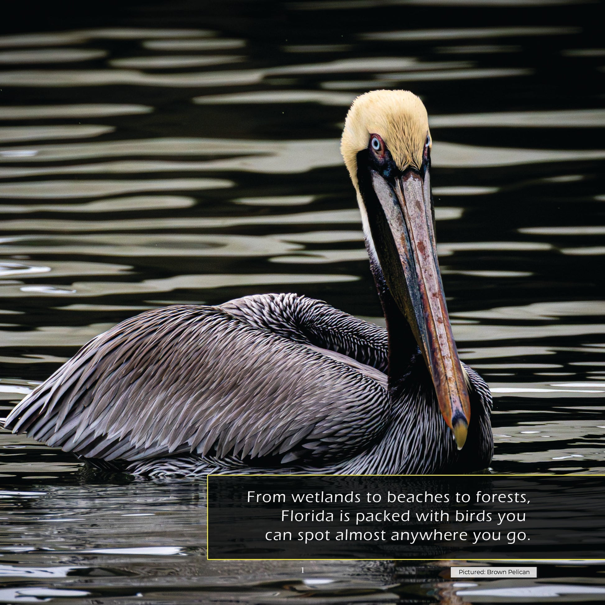 Birds of Florida! A My Incredible World Picture Book for Children