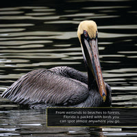 Birds of Florida! A My Incredible World Picture Book for Children