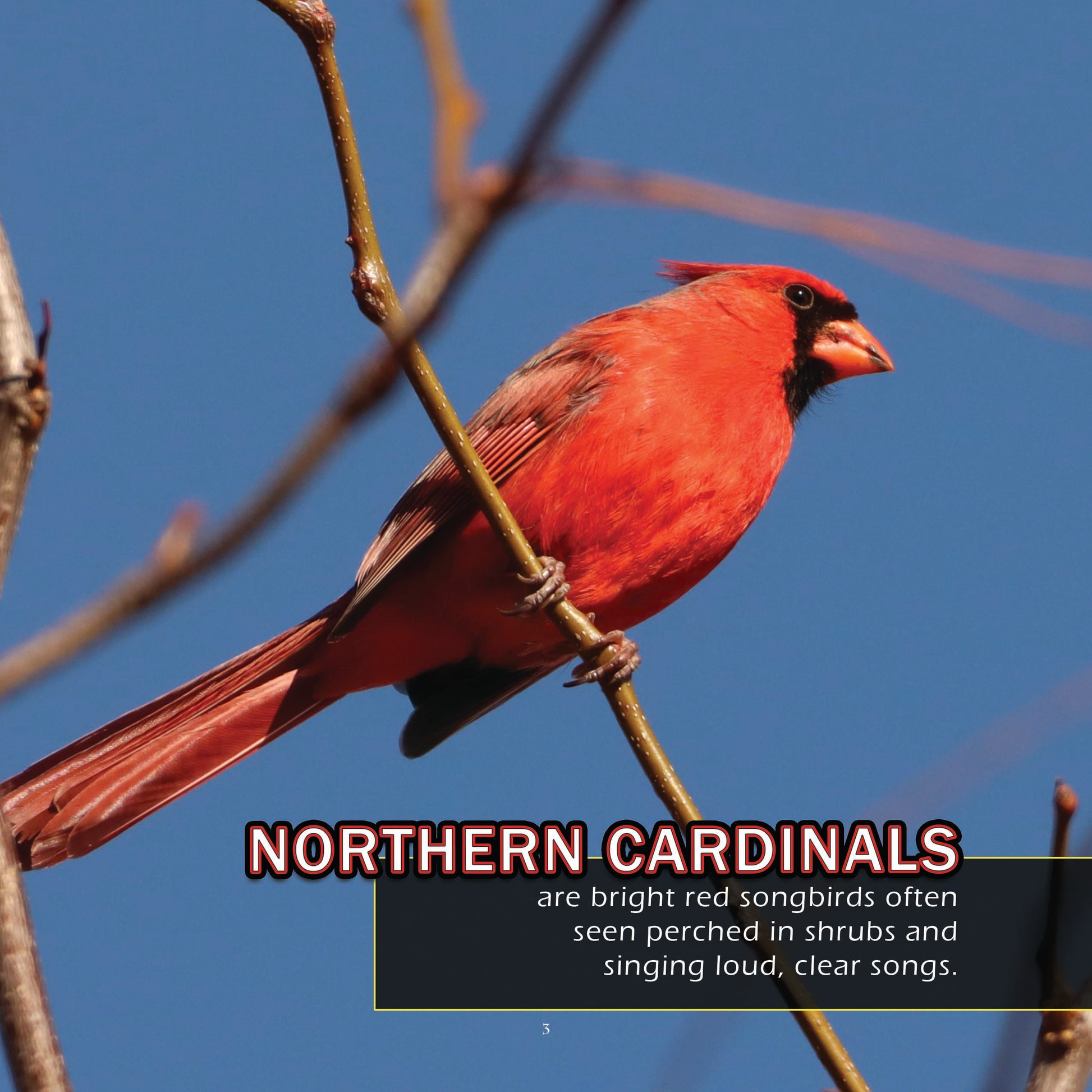 Birds of Florida! A My Incredible World Picture Book for Children