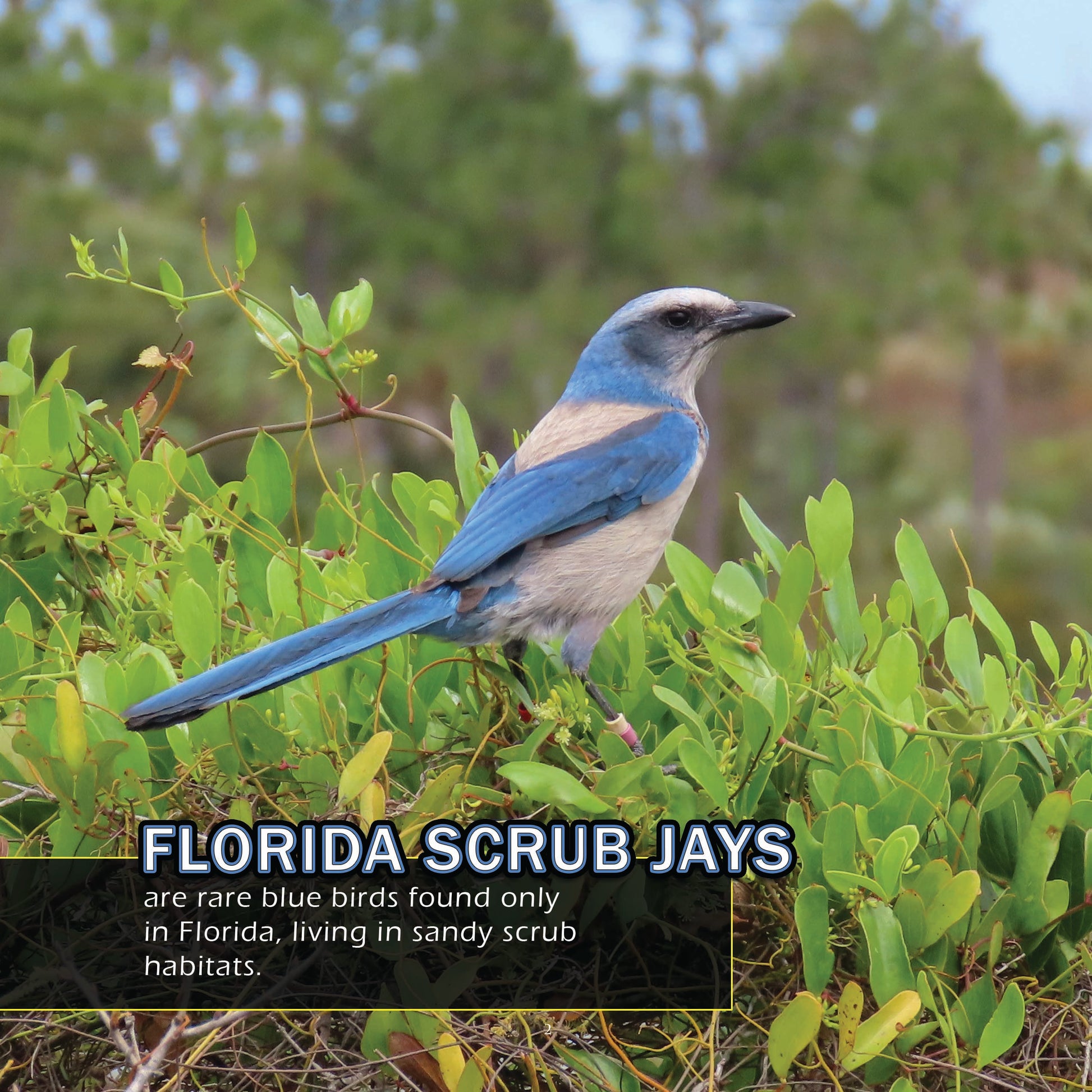 Birds of Florida! A My Incredible World Picture Book for Children