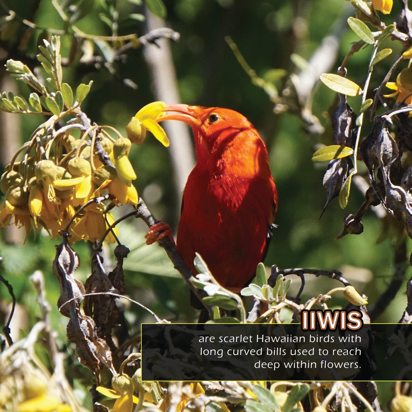 Birds of Hawaii! A My Incredible World Picture Book for Children