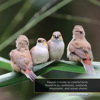 Birds of Hawaii! A My Incredible World Picture Book for Children