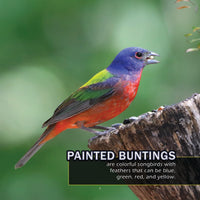 Birds of Texas! A My Incredible World Picture Book for Children