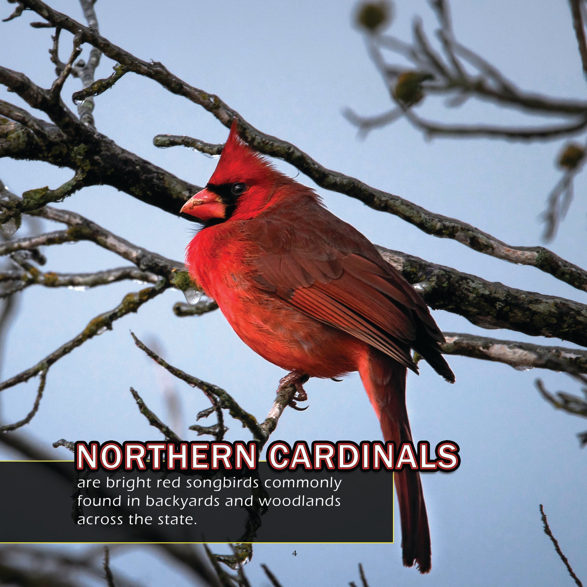 Birds of Texas! A My Incredible World Picture Book for Children