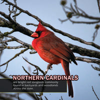 Birds of Texas! A My Incredible World Picture Book for Children