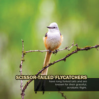 Birds of Texas! A My Incredible World Picture Book for Children