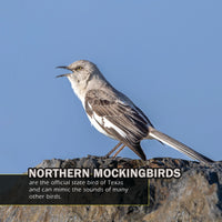 Birds of Texas! A My Incredible World Picture Book for Children