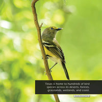 Birds of Texas! A My Incredible World Picture Book for Children