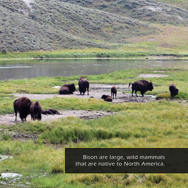 Bison! A My Incredible World Picture Book for Children