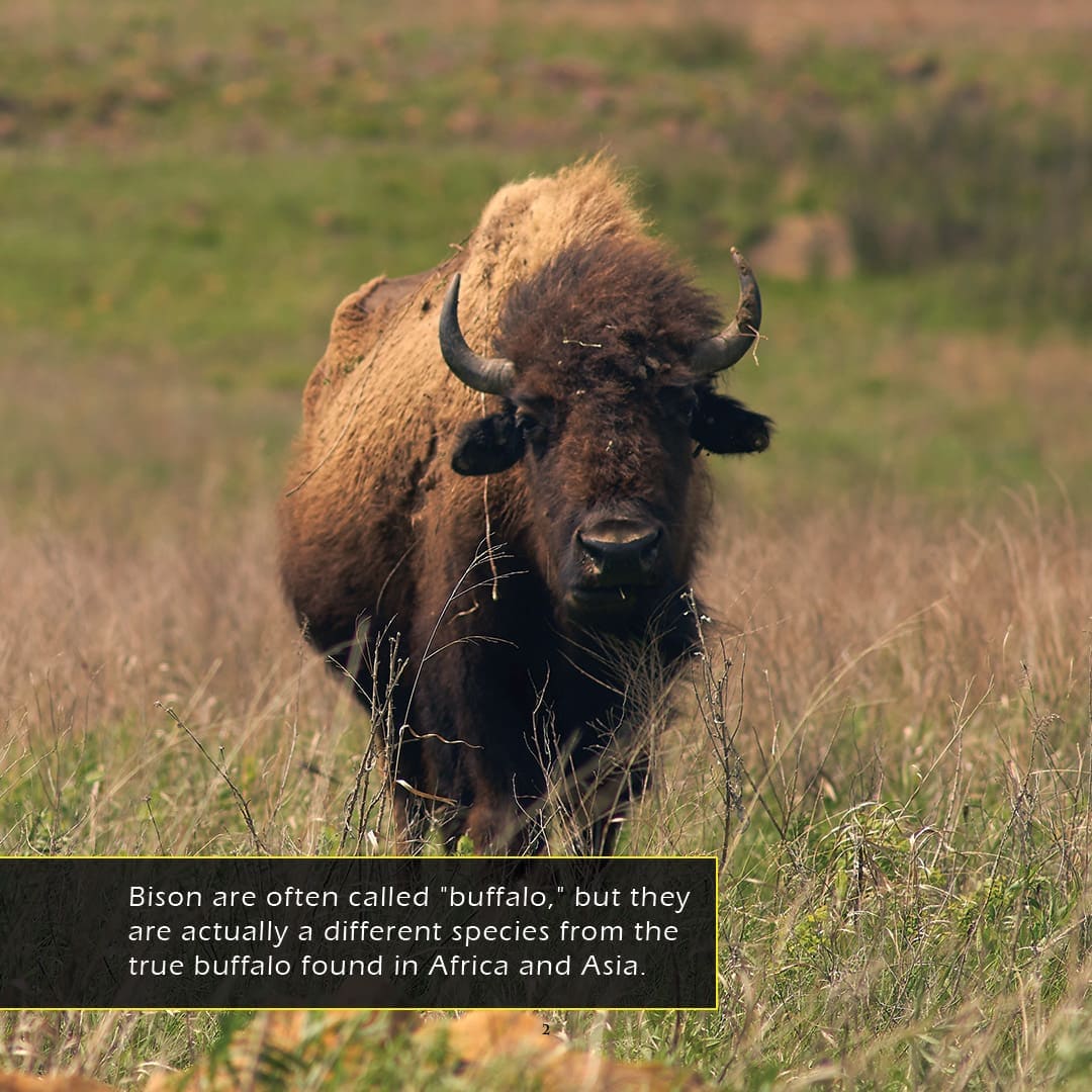 Bison! A My Incredible World Picture Book for Children