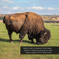 Bison! A My Incredible World Picture Book for Children