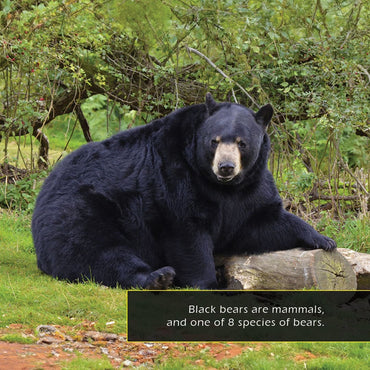 Black Bears! A My Incredible World Picture Book for Children