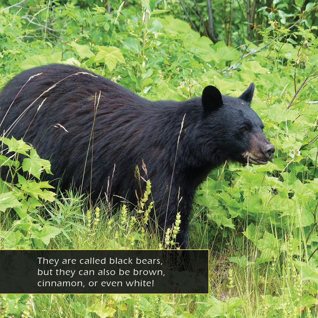 Black Bears! A My Incredible World Picture Book for Children