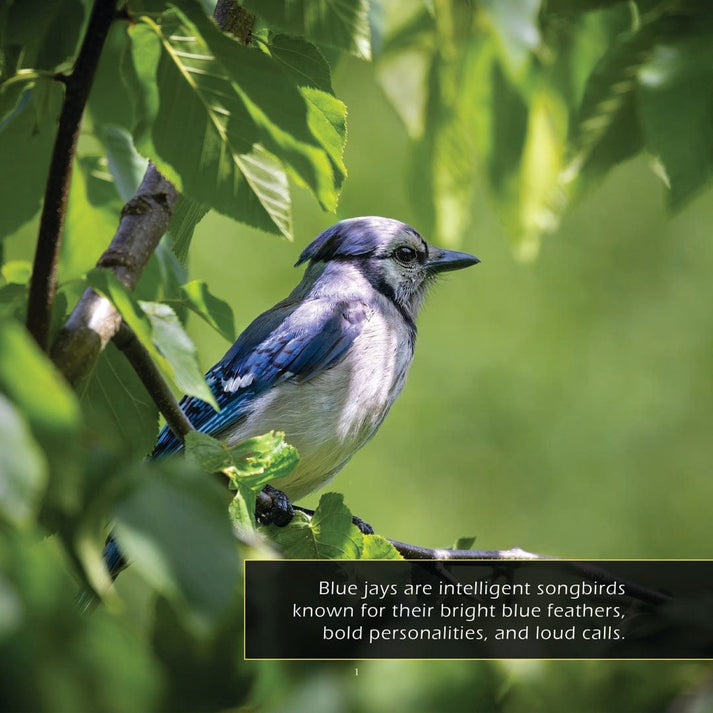 Blue Jays Book for Kids | Loud & Intelligent Birds – My Incredible World