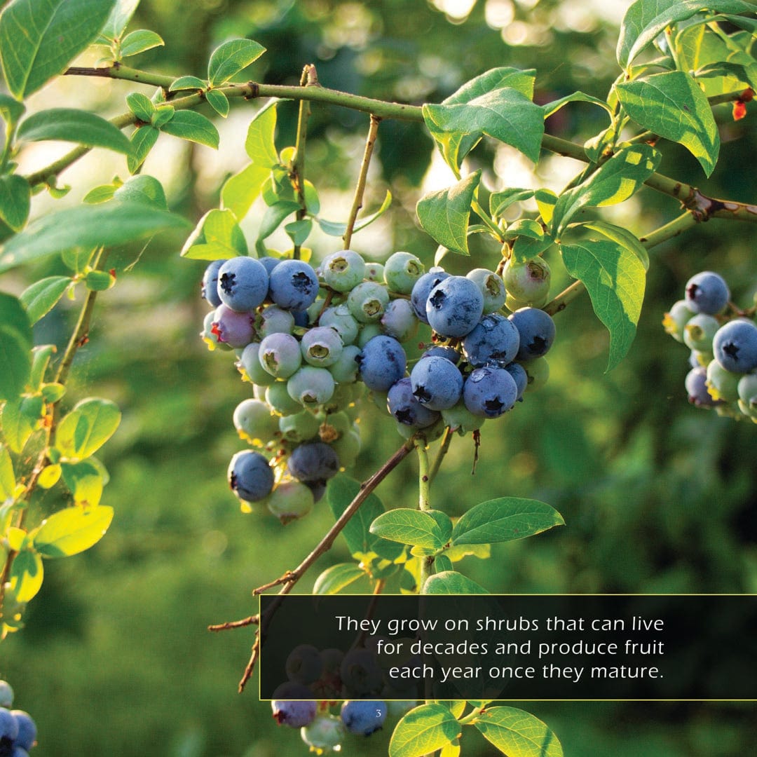 Blueberries! A My Incredible World Picture Book for Children