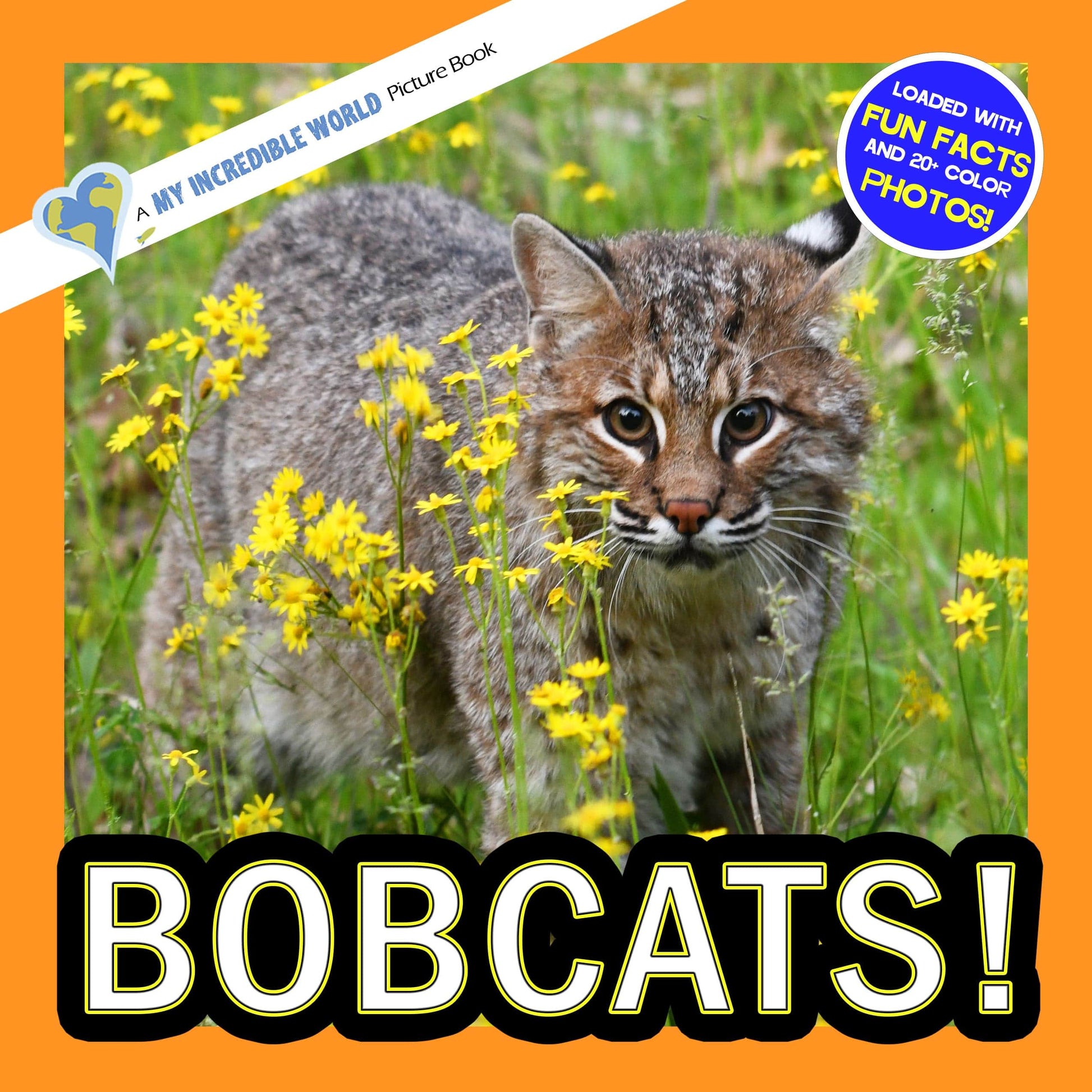 Bobcats! A My Incredible World Picture Book for Children