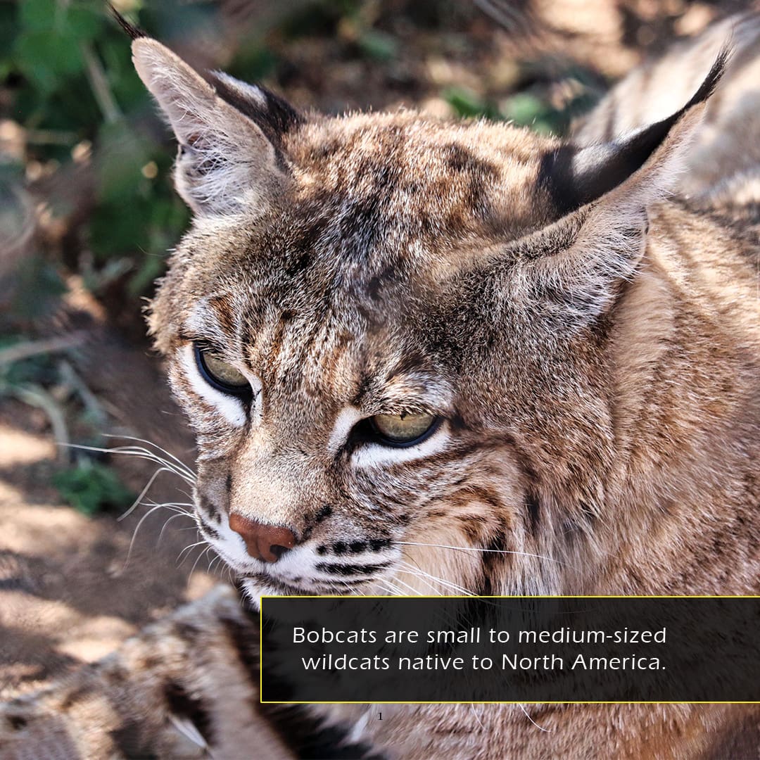 Bobcats! A My Incredible World Picture Book for Children