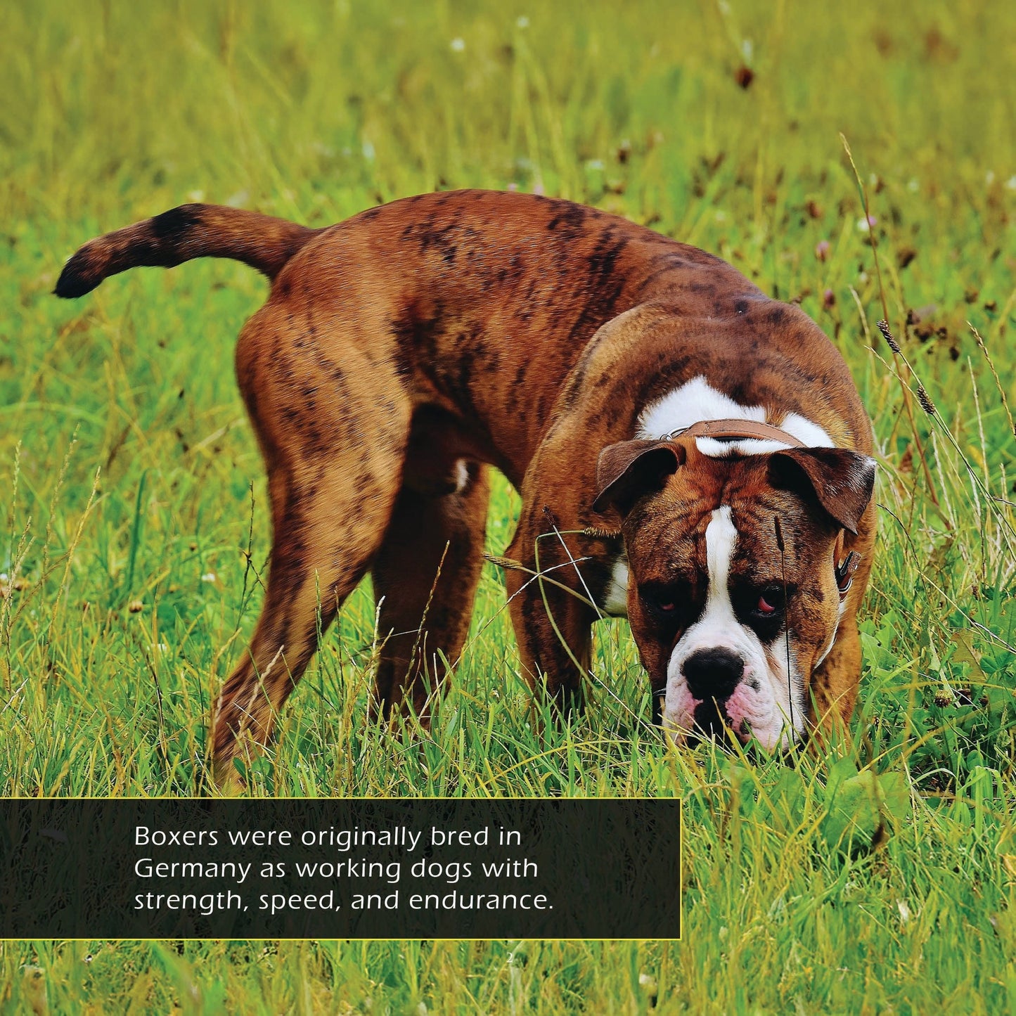 Boxers! A My Incredible World Picture Book for Children