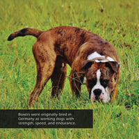 Boxers! A My Incredible World Picture Book for Children