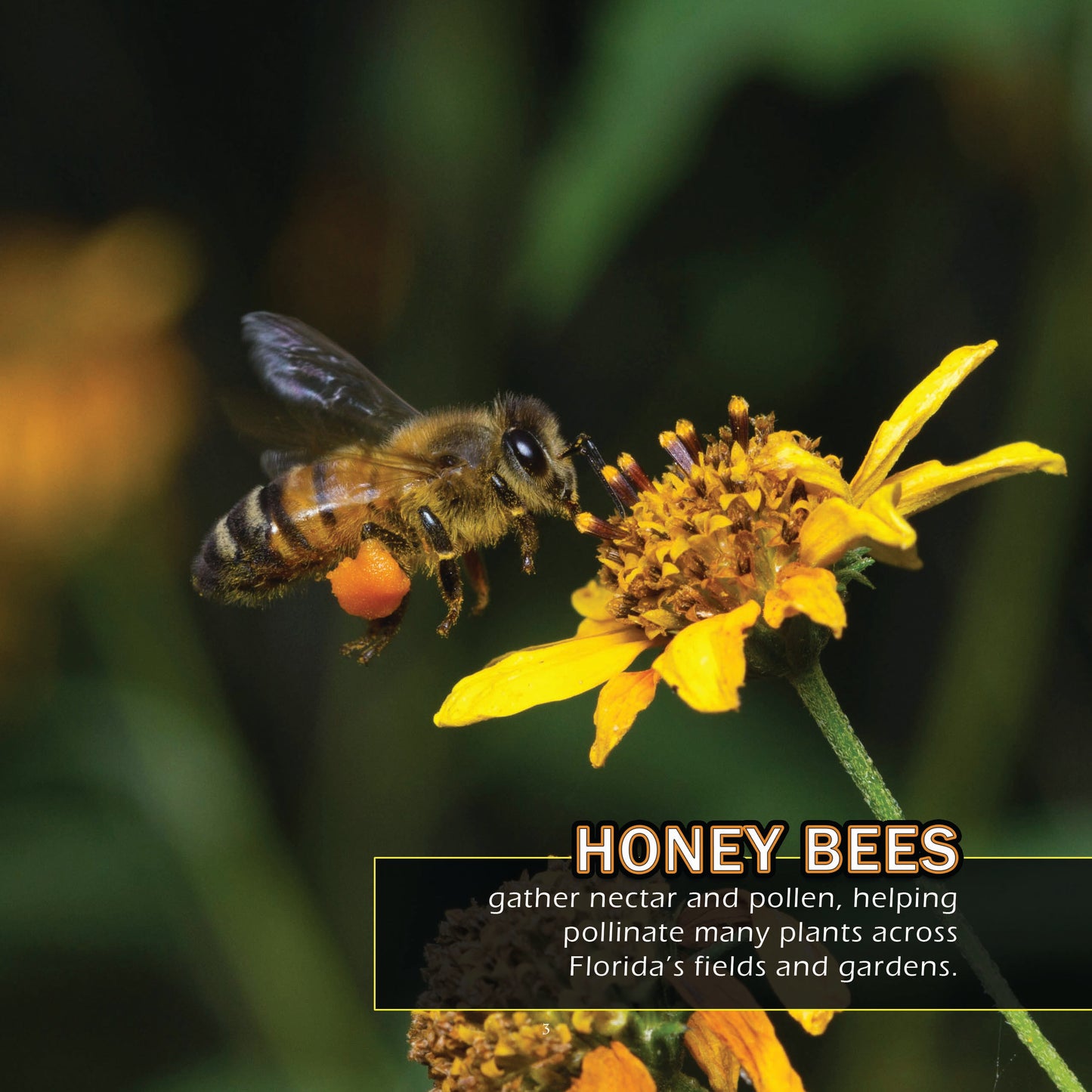 Bugs & Insects of Florida! A My Incredible World Picture Book for Children
