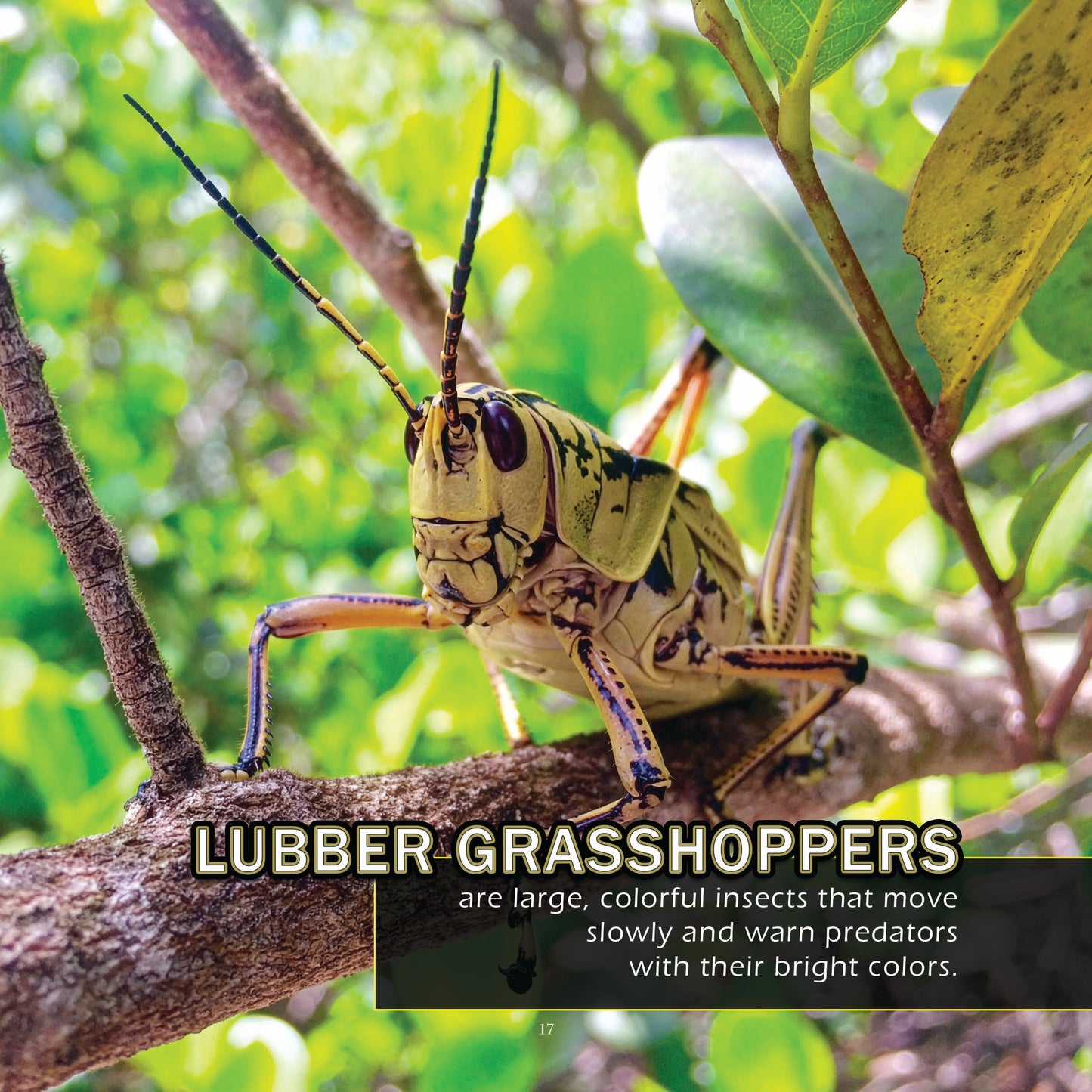 Bugs & Insects of Florida! A My Incredible World Picture Book for Children