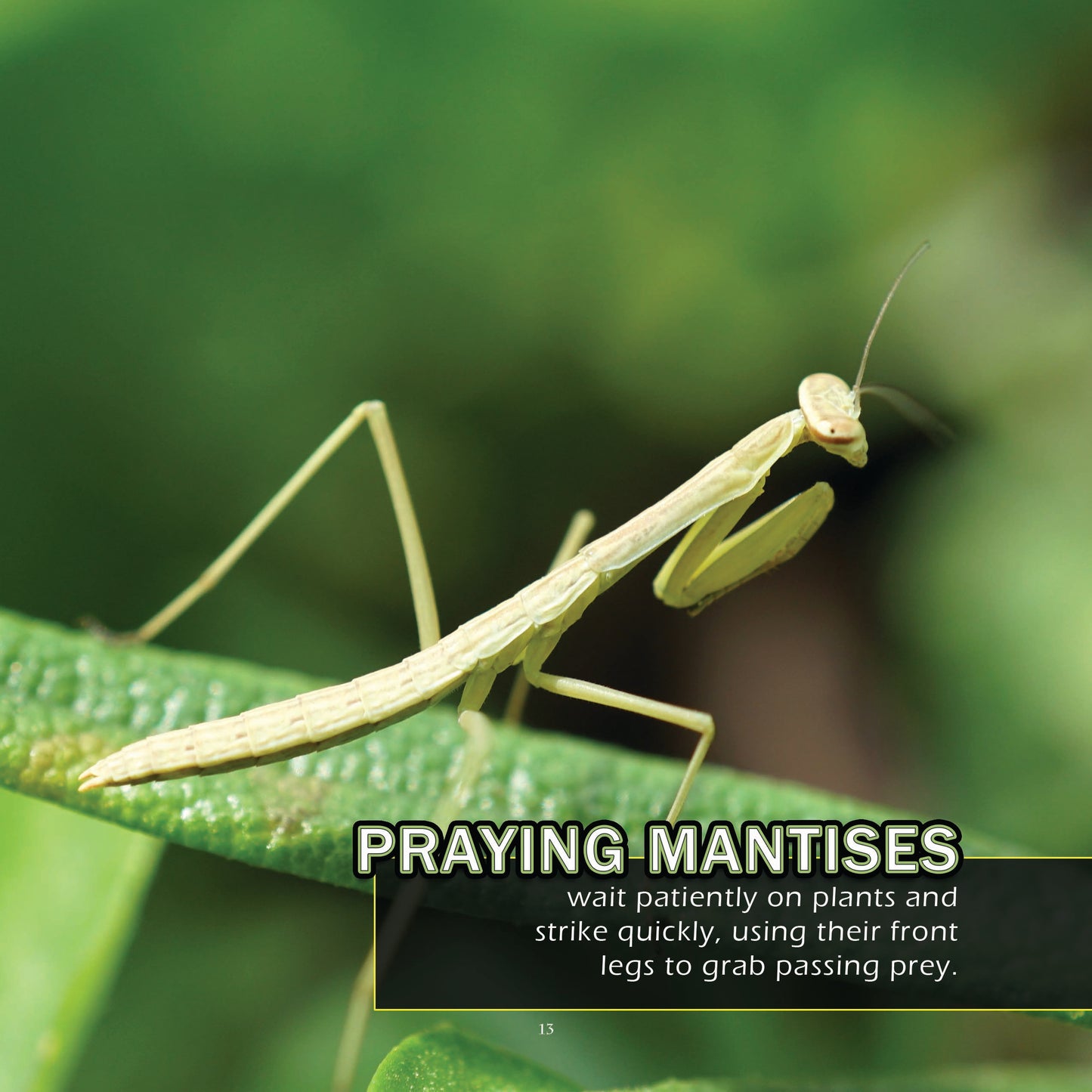 Bugs & Insects of Florida! A My Incredible World Picture Book for Children
