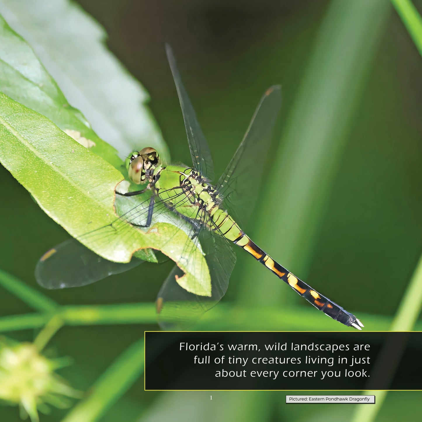 Bugs & Insects of Florida! A My Incredible World Picture Book for Children