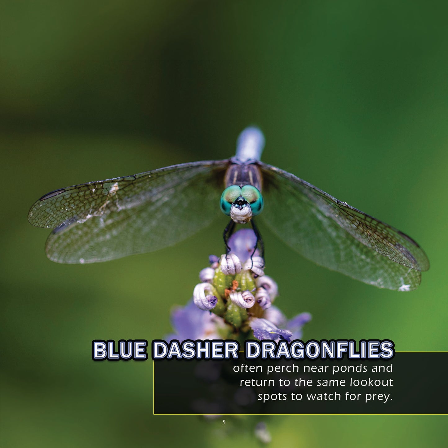Bugs & Insects of Texas! A My Incredible World Picture Book for Children