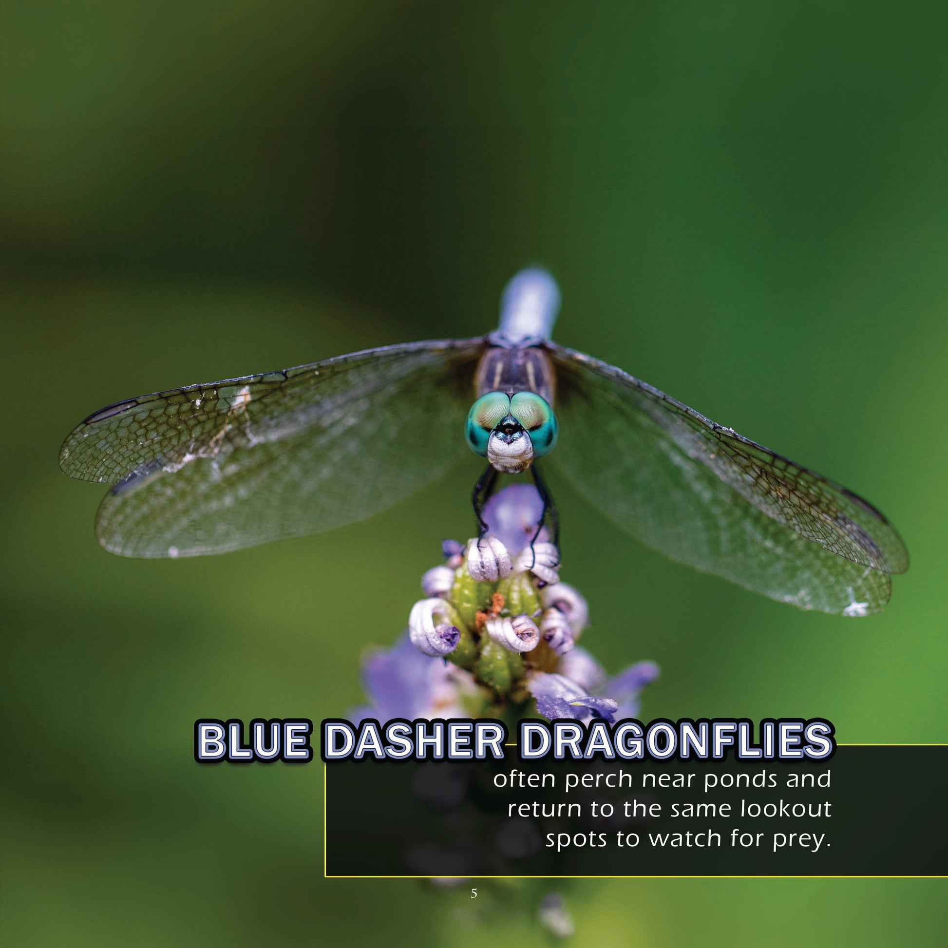 Bugs & Insects of Texas! A My Incredible World Picture Book for Children