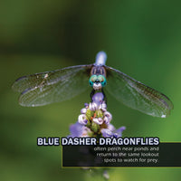 Bugs & Insects of Texas! A My Incredible World Picture Book for Children
