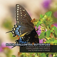 Bugs & Insects of Texas! A My Incredible World Picture Book for Children