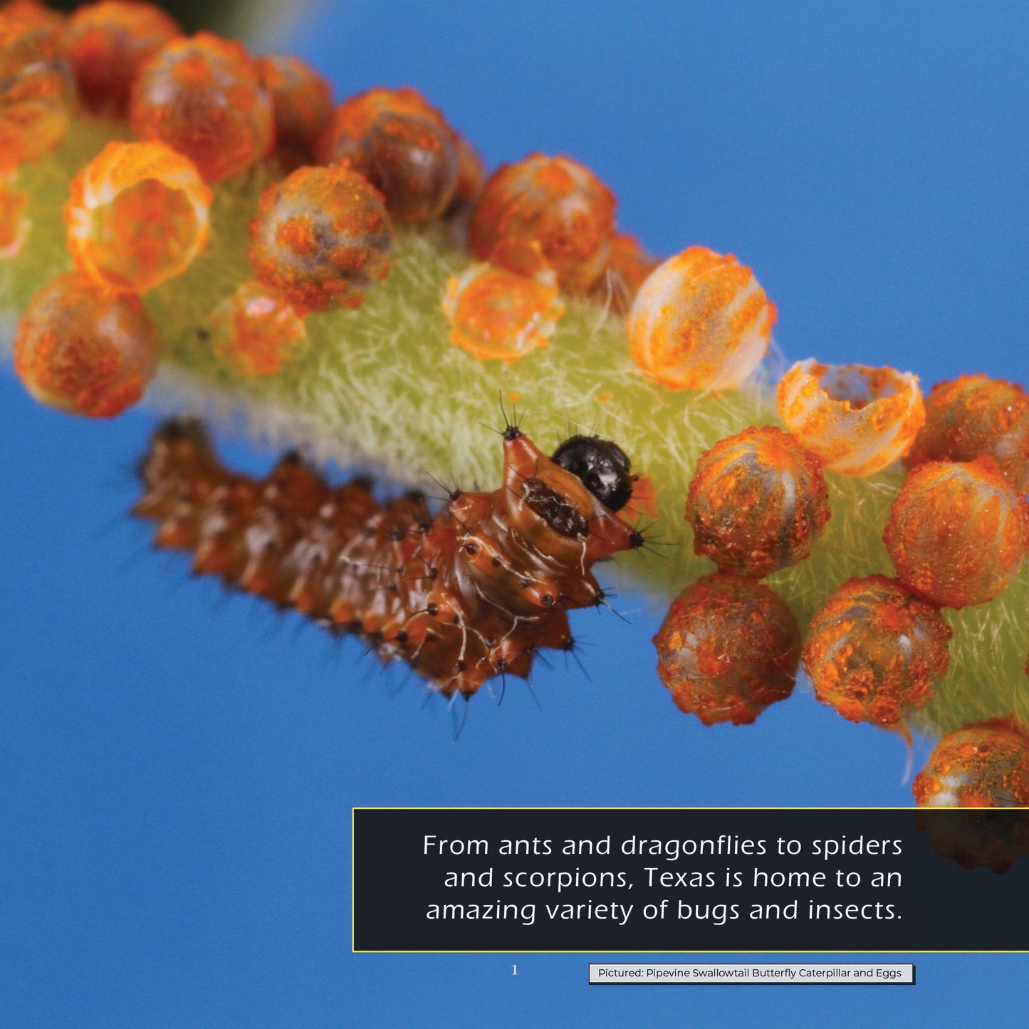 Bugs & Insects of Texas! A My Incredible World Picture Book for Children