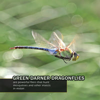 Bugs & Insects of Texas! A My Incredible World Picture Book for Children