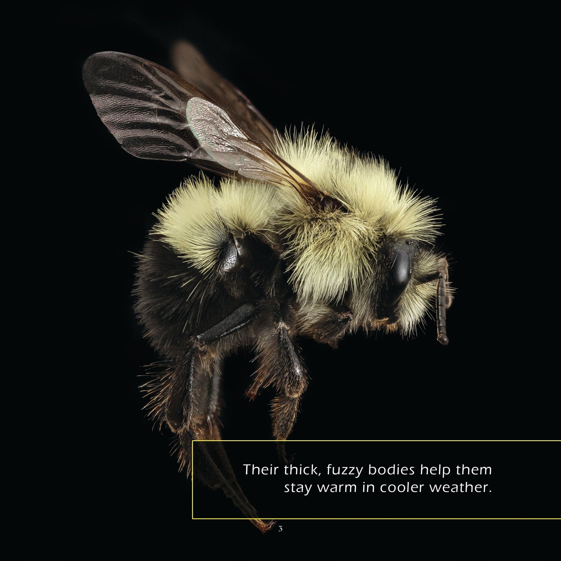 Bumblebees! A My Incredible World Picture Book for Children
